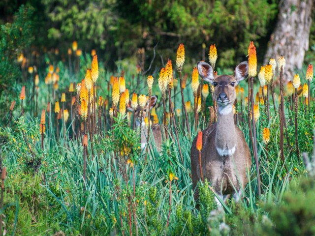 Photo of Ethiopia’s most important biodiversity hotspot, Bale Mountains National Park